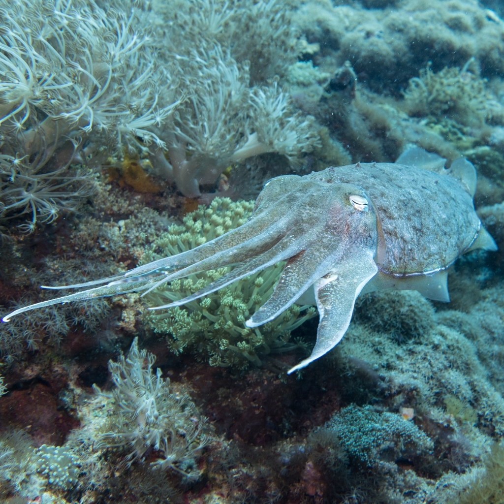 Lapus Lapus