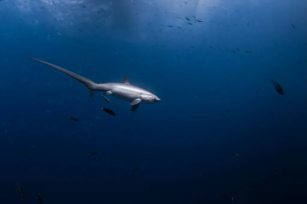Thresher sharks circling Monad Shoal at dawn, Malapascua Island Philippines