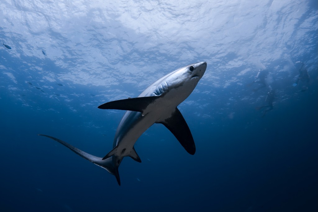 Kimud Shoal