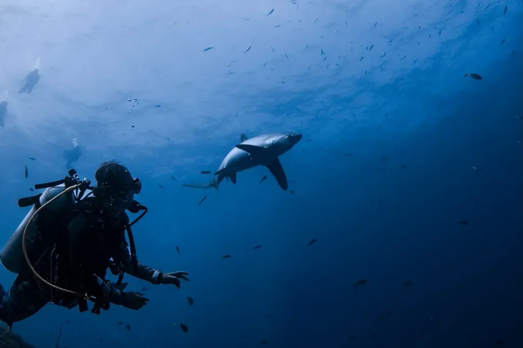 Daily Thresher Shark Dives at Monad Shoal, Malapascua, Philippines